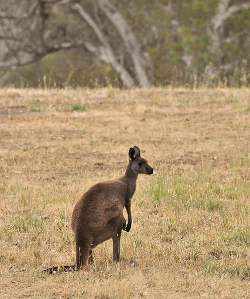 Australisches Känguru — Stockfoto