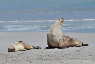 Deniz Aslanları sahilde güneşin tadını çıkarma