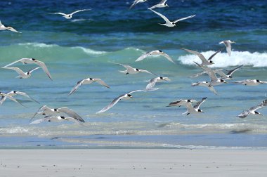 Group of seagulls over sea clipart