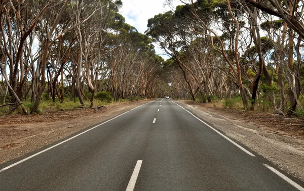 Open road in Australia — Stock Photo, Image
