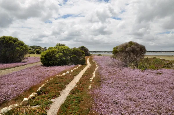 Australian landscape — Stock Photo, Image