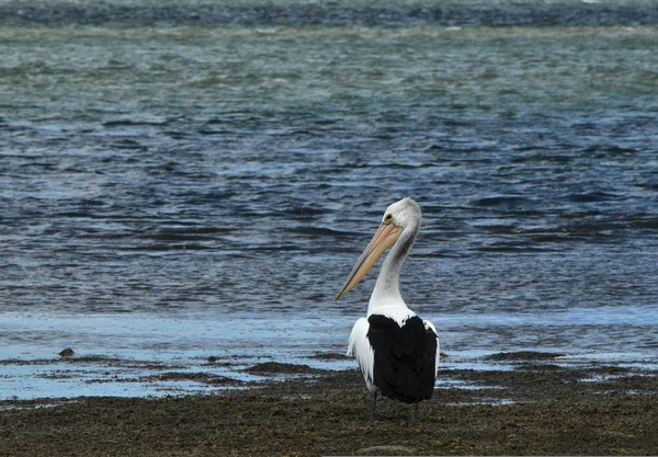 Pelikan auf dem Wasser — Stockfoto