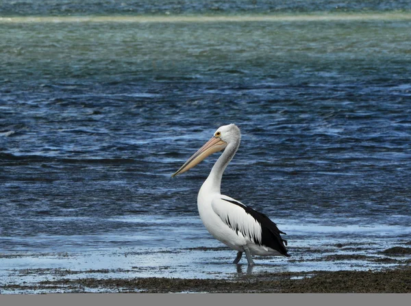 Pelikanen på vatten — Stockfoto
