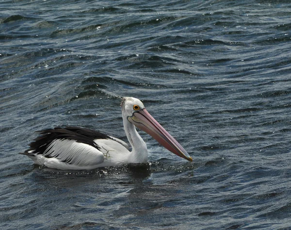 Pelikanen på vatten — Stockfoto