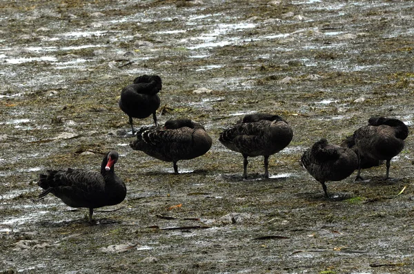 Чёрные лебеди — стоковое фото
