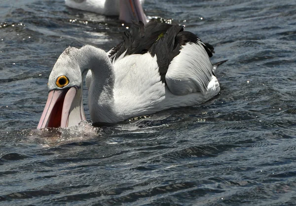 Pelicanos na água — Fotografia de Stock