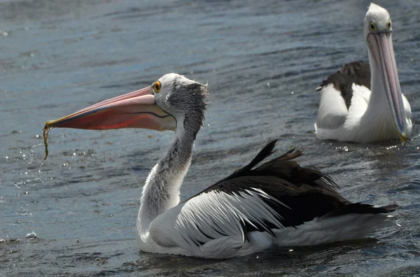 Pelikane auf dem Wasser — Stockfoto