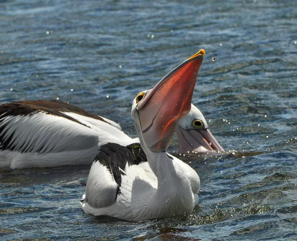 Pelikaner på vatten — Stockfoto