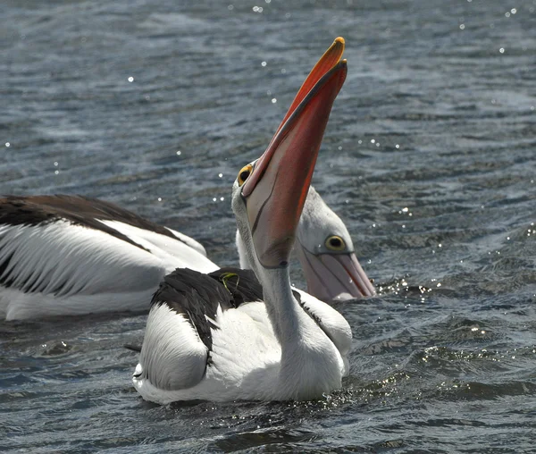 Pelikaner på vatten — Stockfoto