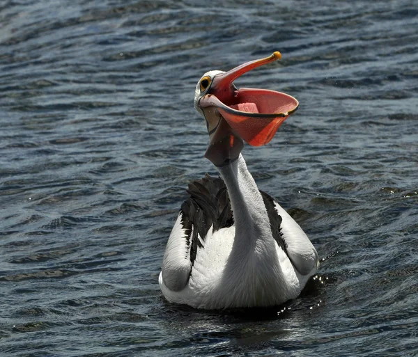Пелікан на воді — стокове фото