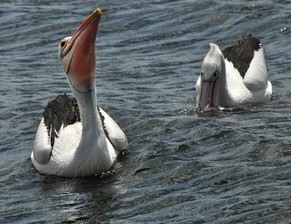 Пеликаны на воде — стоковое фото