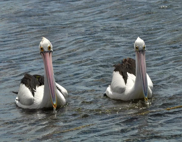 Пеликаны на воде — стоковое фото