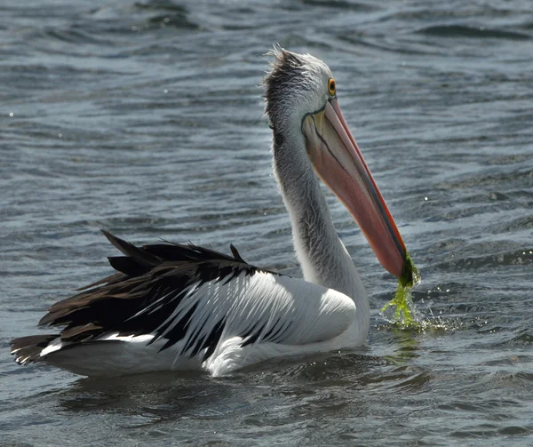 Pelicans on water — Stock Photo, Image