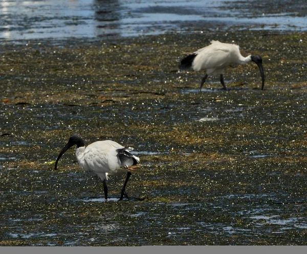 Storks permanent in een moeras — Stockfoto