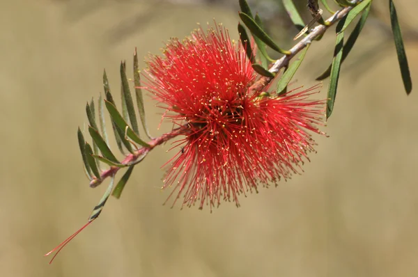 Pohutukawa kwitnienia — Zdjęcie stockowe