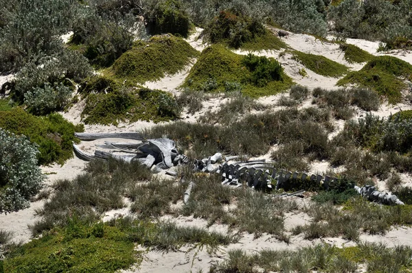 Stock image Skeleton of the whale in the arid steppe