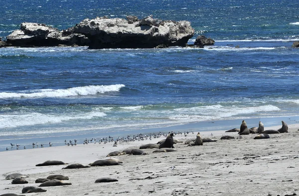 Морские львы греются на солнце на пляже — стоковое фото