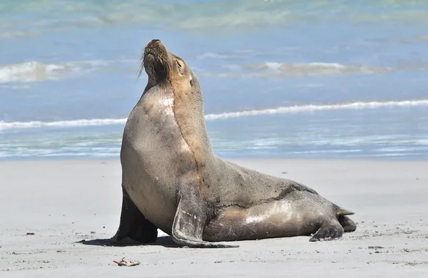 在沙滩上晒太阳的海狮 — 图库照片