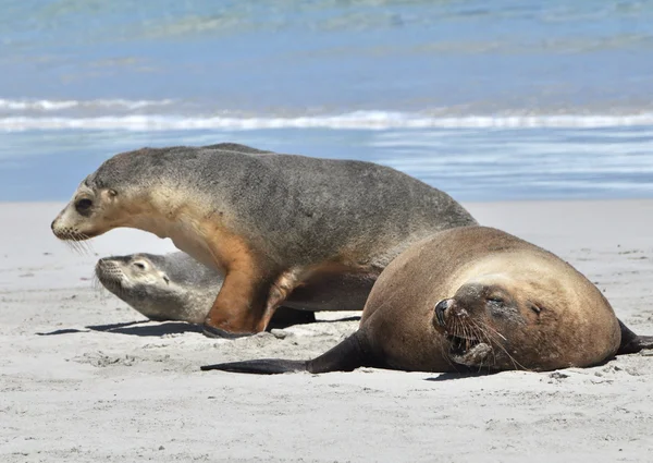 Leoni marini crogiolarsi al sole sulla spiaggia — Foto Stock