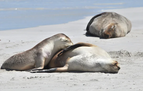Zeeleeuwen koesteren in de zon op het strand — Stockfoto