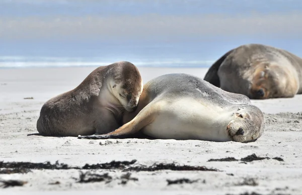 Leoni marini crogiolarsi al sole sulla spiaggia — Foto Stock