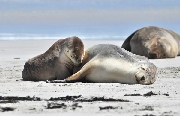 Leões marinhos se aquecendo ao sol na praia — Fotografia de Stock