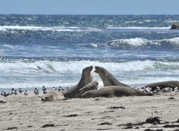 Oroszlánfókák fürdenek a nap a strandon — Stock Fotó