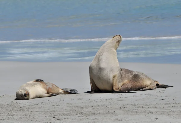 Oroszlánfókák fürdenek a nap a strandon — Stock Fotó