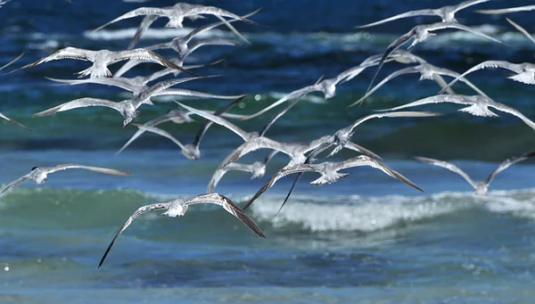 Gruppo di gabbiani in mare — Foto Stock