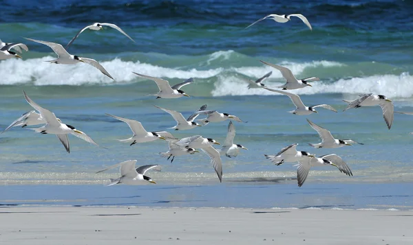 Grupo de gaivotas sobre o mar — Fotografia de Stock