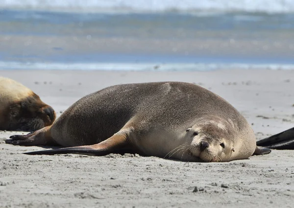 Deniz Aslanları sahilde güneşin tadını çıkarma — Stok fotoğraf