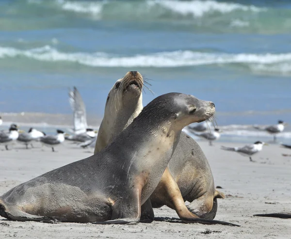 Zeehonden op een strand — Stockfoto