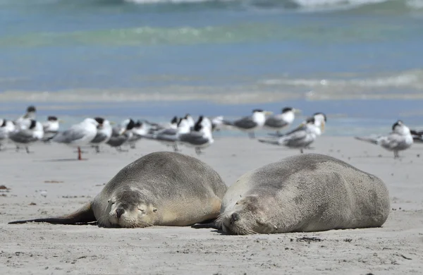 Las focas en la playa — Foto de Stock