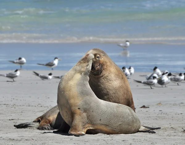 Seals on a beach — Stock Photo, Image