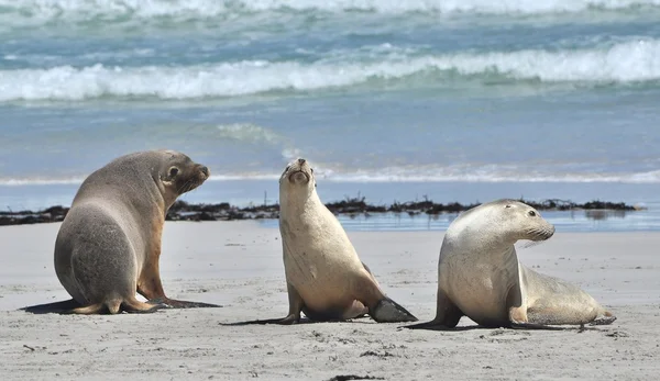 Zeehonden op een strand — Stockfoto