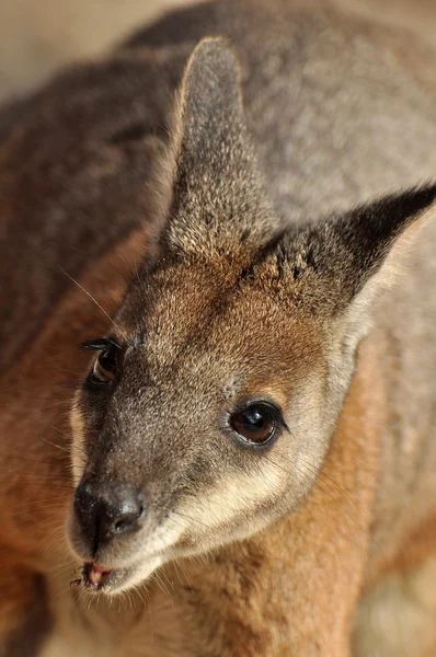 Känguru — Stockfoto