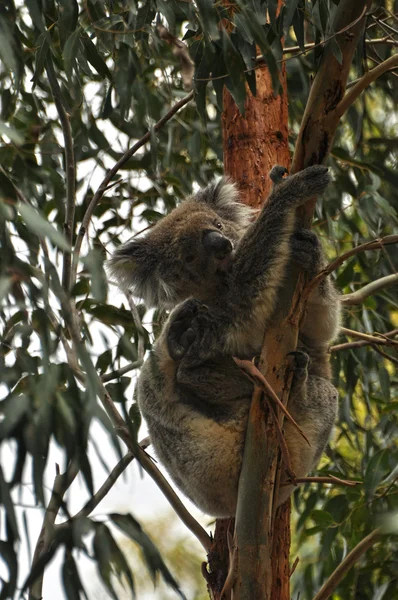 Koala i träd — Stockfoto