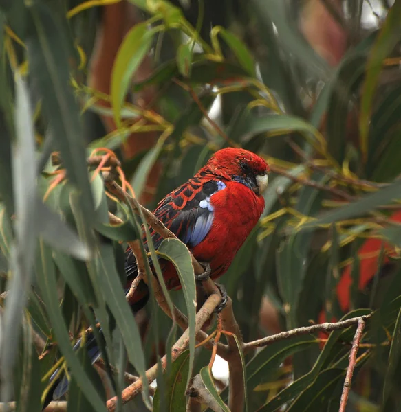 Ausztrál papagáj — Stock Fotó