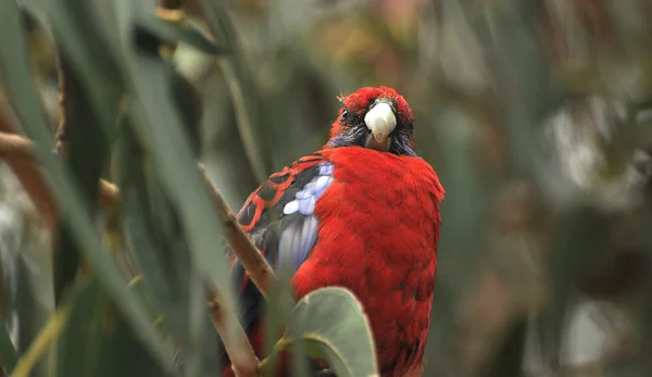 Australian parrot — Stock Photo, Image