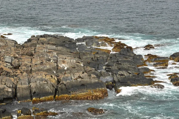 Duże fale i dzikie skały — Zdjęcie stockowe