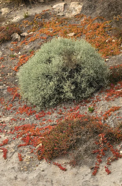 Dzikie kwiaty na skałach — Zdjęcie stockowe