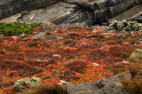 Vilda blommor på klipporna — Stockfoto