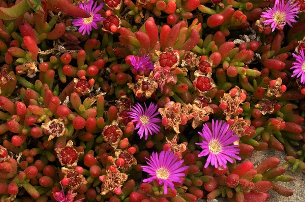 Wild flowers on the rocks — Stock Photo, Image