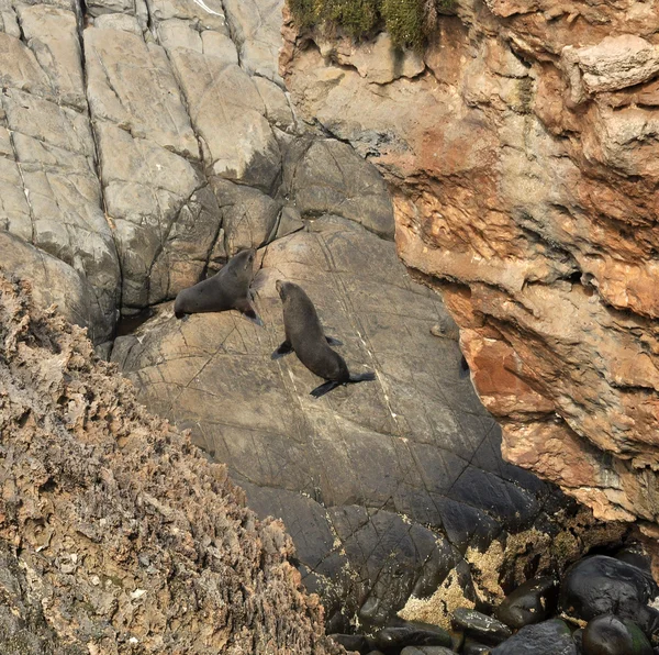 Zeeleeuw zittend op rock — Stockfoto