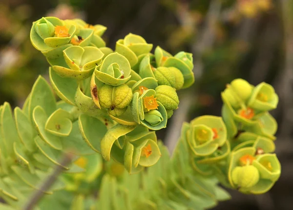 Stock image Fantastic exotic plant