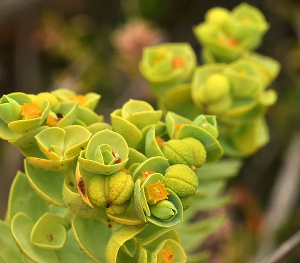 stock image Fantastic exotic plant