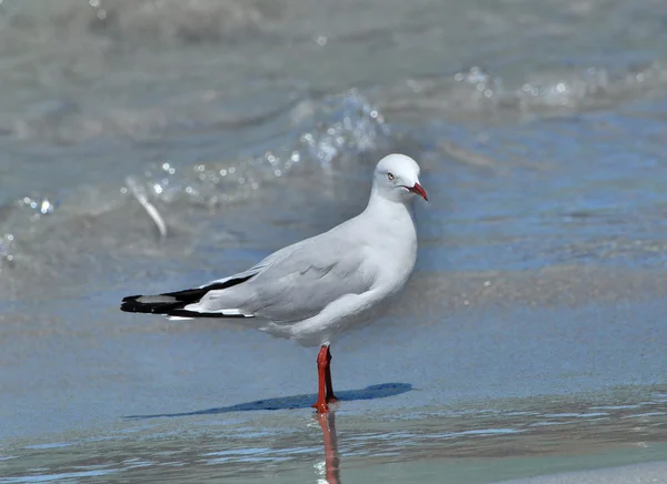 Seagull op een water — Stockfoto