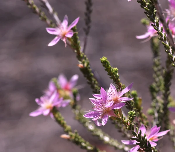 Flores moradas silvestres — Foto de Stock