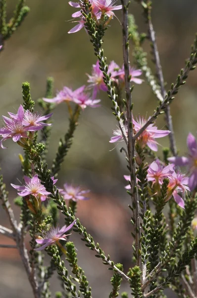 Dzikie kwiaty fioletowe — Zdjęcie stockowe