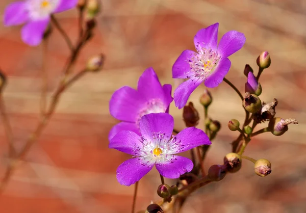 Flor de Parakeelya — Foto de Stock